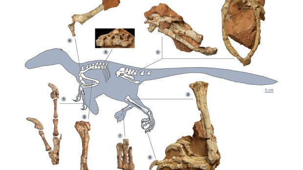 Nalézt první téměř kompletní kostru evropského masožravého dinosaura se podařilo až nyní