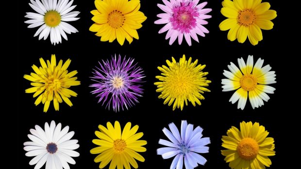 Jednou z nejpočetnějších skupin kvetoucích rostlin je čeleď hvězdnicovité (Asteraceae)