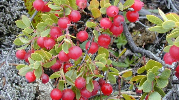 Vaccinium reticulatum