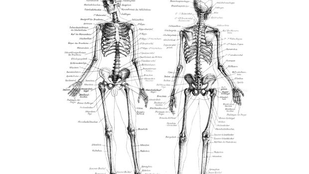 Anatomie lidské kostry