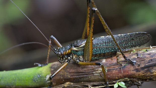 K nejpozoruhodnějším objevům patří kobylka z rodu Mossula
