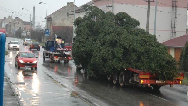 V Berouně už stojí vánoční strom