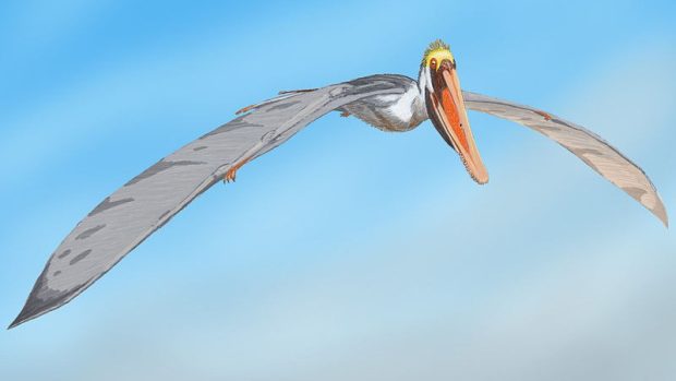 Pterosaurus čeledi Istiodactylidae