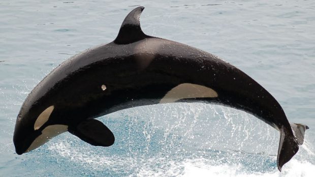 Kosatka dravá (Orcinus orca)