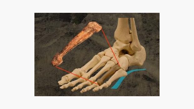 Perfektně zachovalá metatarzální kůstka druhu Australopithecus afarensis, která připojovala prst k bázi chodidla, byla nalezena v etiopském Hadaru