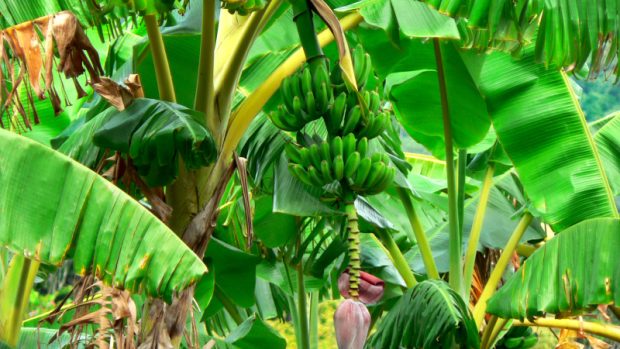 Kvůli plantážím banánovníků migrovali do Nikaraguy Evropané, i černí otroci