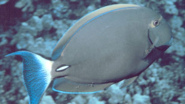 Acanthurus dussumieri (bodlok Dussumierův)