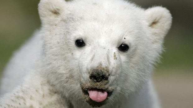 Ledního medvěda Knuta zabila virová infekce mozku