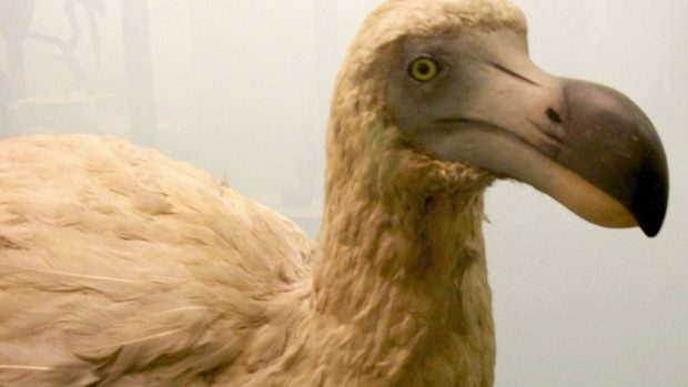 Dronte mauricijský (Natural History Museum, Londýn)