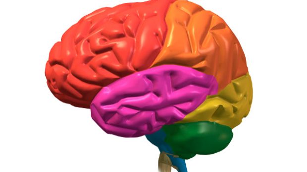 Poznání všech funkcí a vlastností mozku je stále předmětem výzkumu...