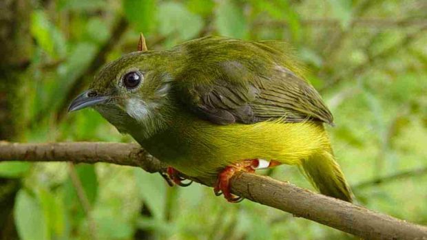 Pipulka (white-collared Manakin)