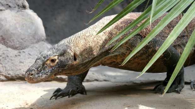 O varanech komodských toho člověk ani po sto letech od jejich objevu příliš mnoho neví