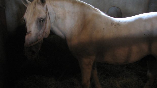 Lipicáni jsou považováni za jedno z nejkrásnějších a nejušlechtilejších plemen koní