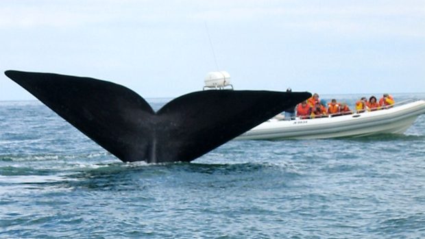 Ocas velryby, ilustrační foto
