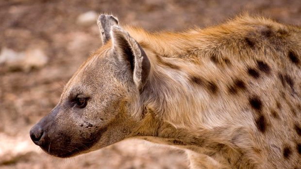 Hyena skvrnitá (Crocuta crocuta)