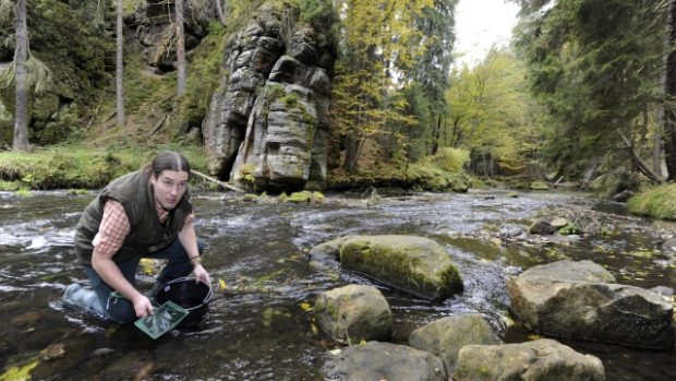 Vypouštění malých lososů do řeky Kamenice