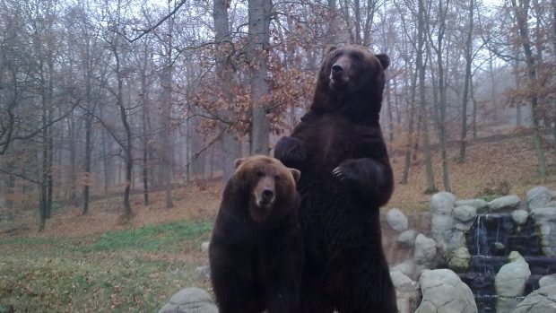 Medvědi kamčatští v ZOO Brno