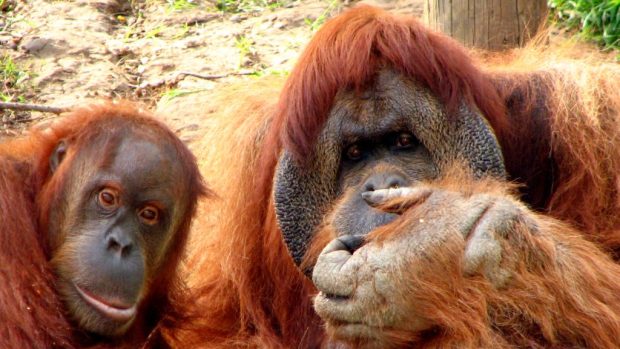 Orangutani (ilustrační foto)