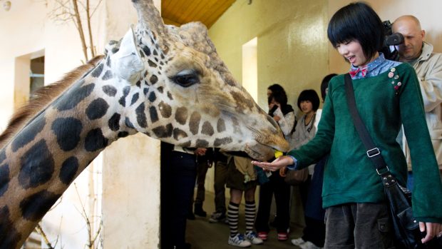 Japonští školáci nakrmili žirafy v Africkém domě
