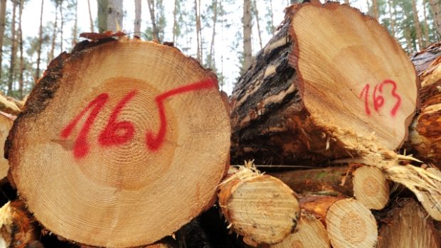 Do tendru na lesní práce a prodej dřeva v hodnotě asi 1,7 mld. korun se přihlásilo 30 firem