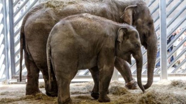 Do pražské zoo přibyly slonice Tonya a Donna ze zoo v Rotterdamu