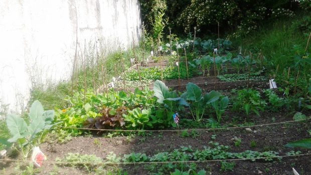 Projekt zahradničení ve městě si už našel své příznivce i na Chodově.