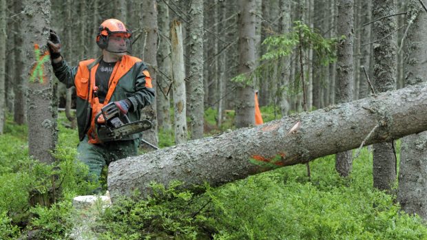 Pracovníci NP Šumava začali opět kácet stromy napadené kůrovcem