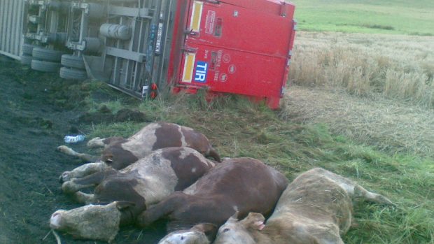 V havarovaném kamionu uhynuly čtyři krávy