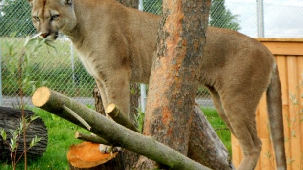 Puma jihoamerická je právem chloubou Zoo Tábor-Větrovy