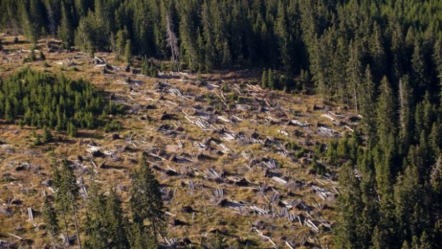 Zástupci Evropské komise navštívili Národní park Šumava. Na snímku jsou uschlé stromy napadené kůrovcem nedaleko Černé hory