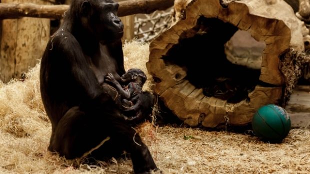 Gorila Kijivu z pražské zoo porodila v sobotu 22. prosince své čtvrté mládě