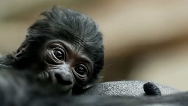 Gorilí novorozeně, které se narodilo v sobotu 22. prosince v pražské zoologické zahradě