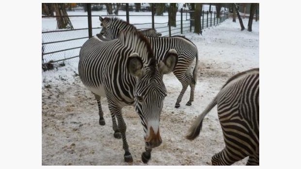 Zoo Brno v zimě, zebry