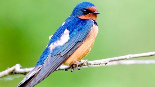 Vlaštovka obecná (Hirundo rustica erythrogaster)