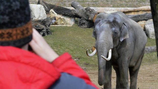 Samec Mekong pózuje v novém pavilonu slonů v pražské zoo