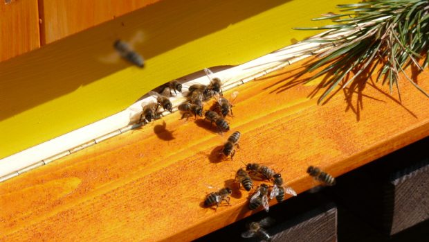 Cestu za potravou si prý včely najdou rychle