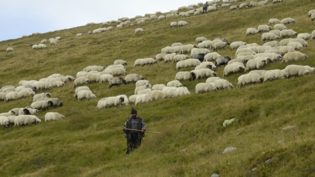 Rumunští pastýři se stádem ovcí na hřebenech Karpat (Munţii Ţarcu)