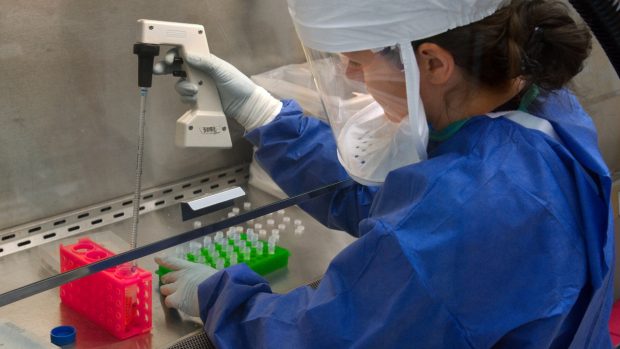 Výzkum viru H7N9