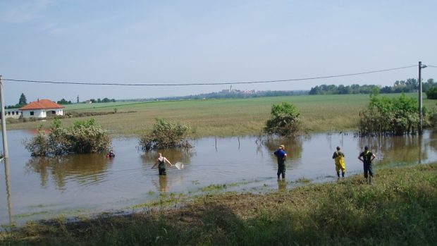 Výlov ryb z povodňových lagun na Mělnicku