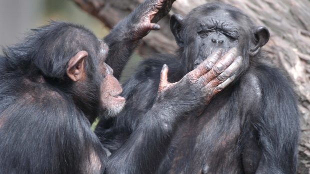 Šimpanzice v Zoo Plzeň