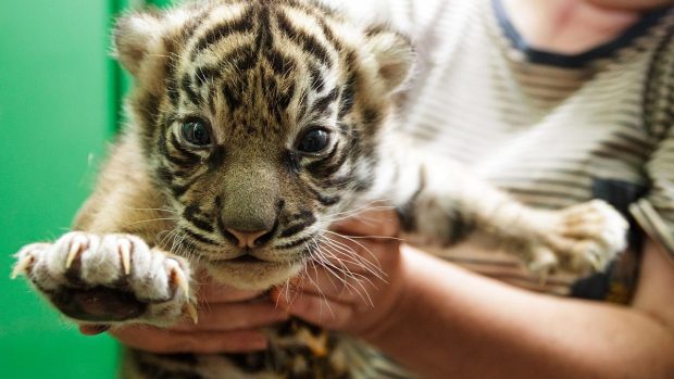 Mládě tygra sumaterského narozené  v pražské zoo