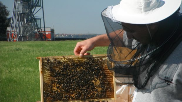 O včely se letištní inženýr Roman Kuttelwascher stará ve volném čase