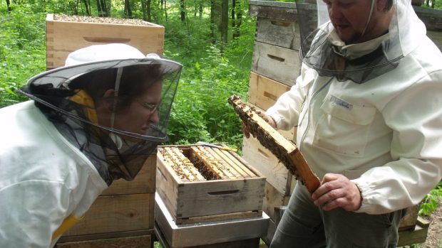 V České republice jsou pouze dvě školy, které nabízejí obor včelař