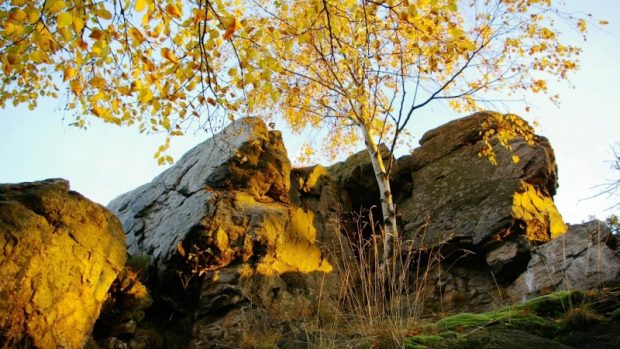 Odlesnění skal ve Žďárských vrších by prý usnadnilo návrat sokola stěhovavého