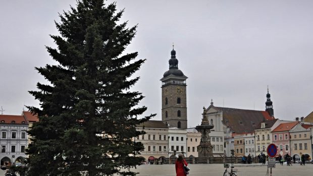 Českobudějovický vánoční strom stojí tradičně před radnicí na náměstí Přemysla Otakara II.