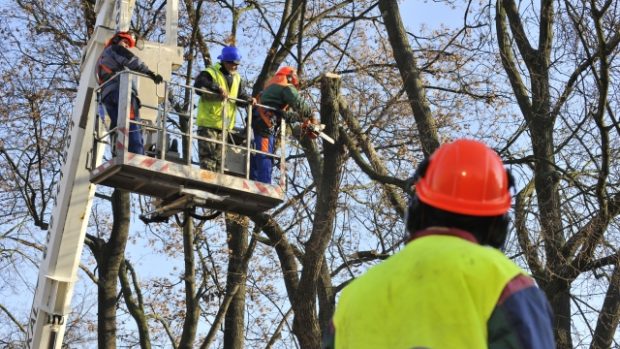 Pracovníci zahradnického úseku olomouckého Výstaviště Flora kácí sedm stromů