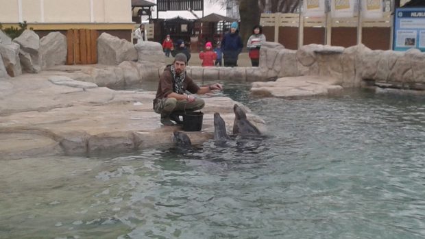 Ústí nad Labem, zoo. Chovatel Lukáš Ševcovic při krmení tuleňů vypráví návštěvníkům zajímavosti o těchto zvířatech