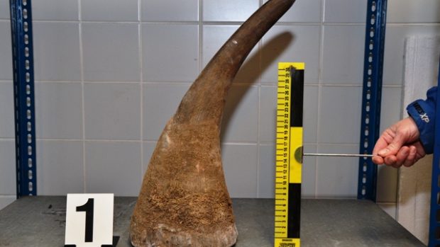 Roh nosorožce tuponosého, který celníci objevili na letišti v Praze