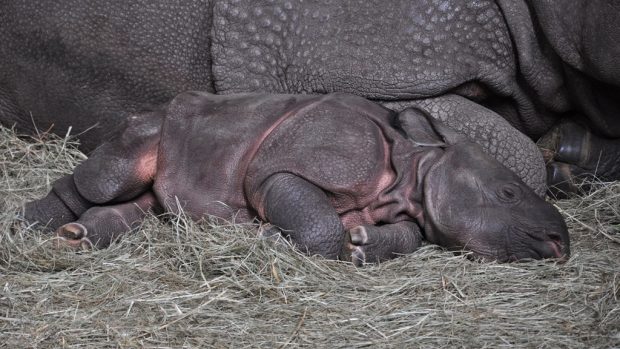 Výlety s Dvojkou v ZOO Plzeň - Maruška, mládě nosorožce indického