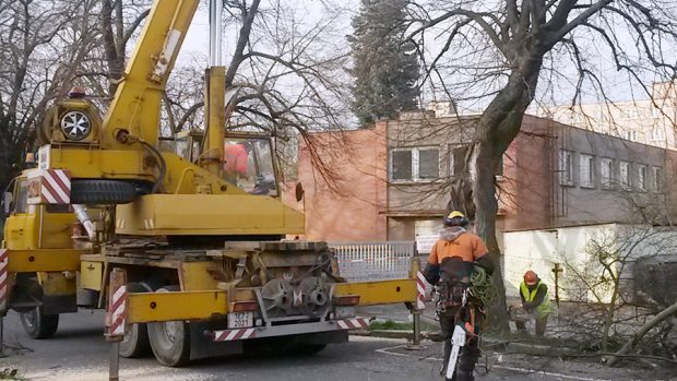 Kácení stoletých lip u starého chrudimského nádraží